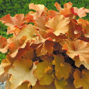 Гейхера Карамель